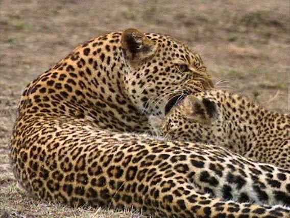 mm Leopards Playing 07-captured by Mr Marmite.jpg