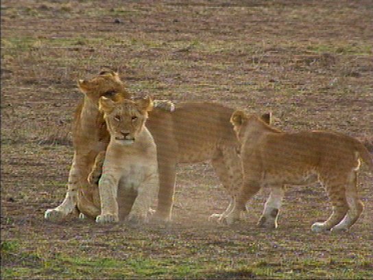 mm Lions 08-captured by Mr Marmite.jpg