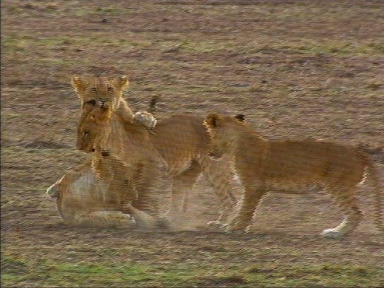 mm Lions 09-captured by Mr Marmite.jpg