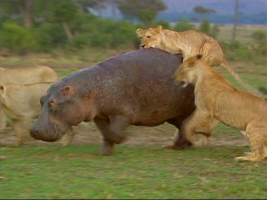 mm Lions Attacking Hippo 01-captured by Mr Marmite.jpg