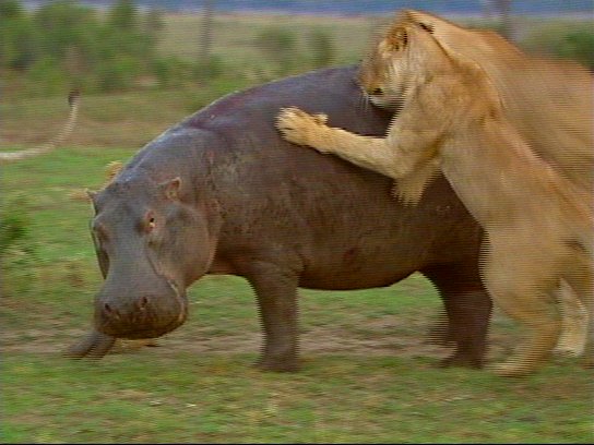 mm Lions Attacking Hippo 02-captured by Mr Marmite.jpg