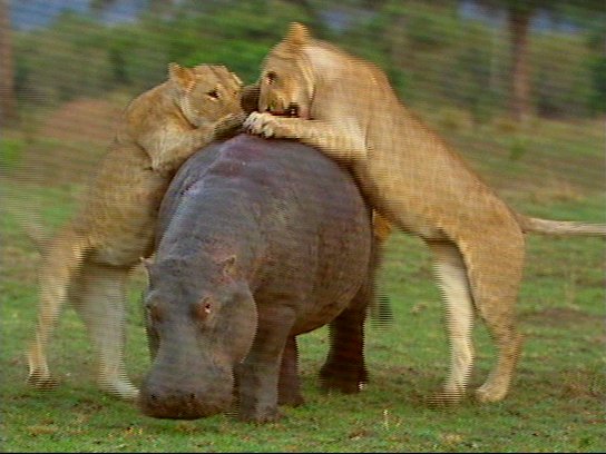 mm Lions Attacking Hippo 03-captured by Mr Marmite.jpg