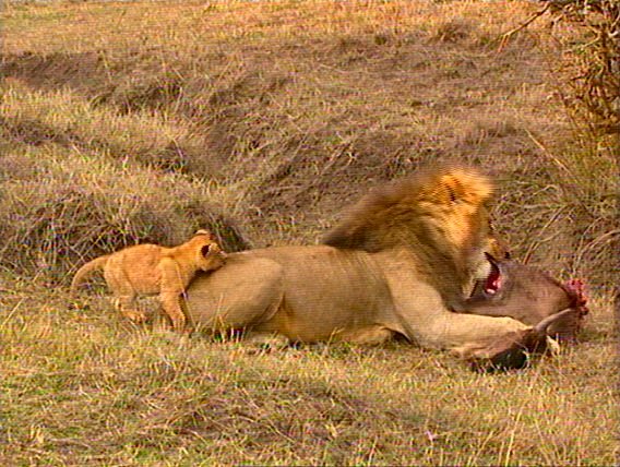 mm Lions Feeding 02-captured by Mr Marmite.jpg