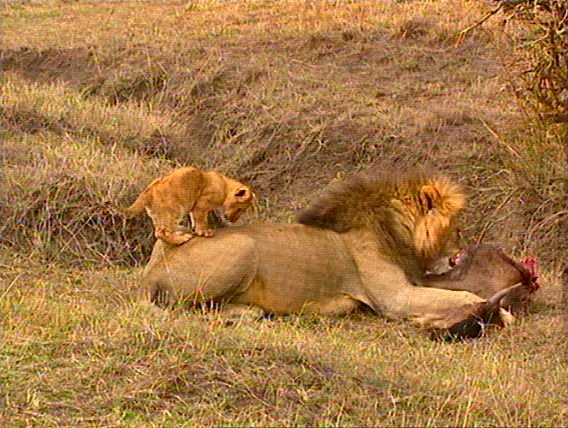 mm Lions Feeding 03-captured by Mr Marmite.jpg