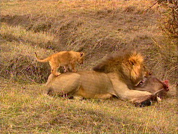 mm Lions Feeding 04-captured by Mr Marmite.jpg