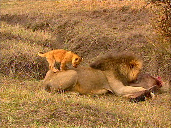 mm Lions Feeding 05-captured by Mr Marmite.jpg