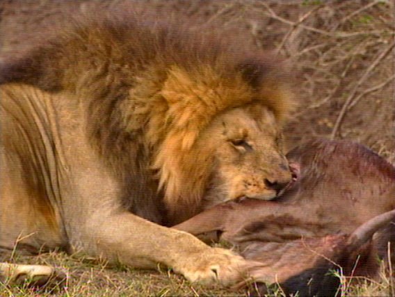 mm Lions Feeding 06-captured by Mr Marmite.jpg