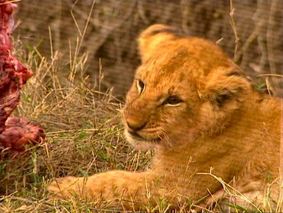 mm Lions Feeding 07-captured by Mr Marmite.jpg