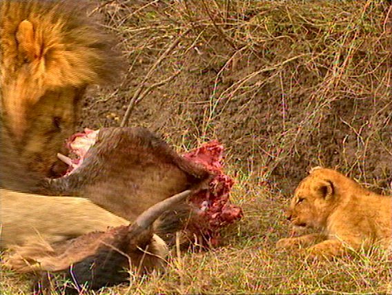 mm Lions Feeding 08-captured by Mr Marmite.jpg