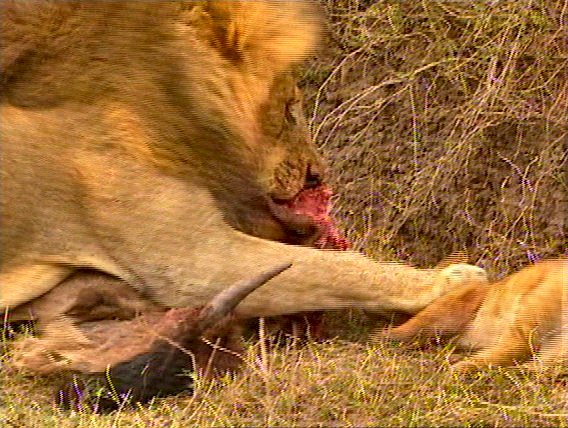 mm Lions Feeding 09-captured by Mr Marmite.jpg