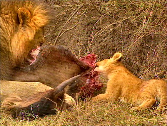 mm Lions Feeding 11-captured by Mr Marmite.jpg