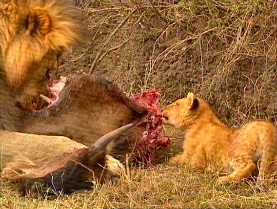 mm Lions Feeding 12-captured by Mr Marmite.jpg