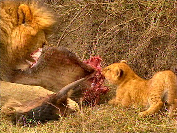 mm Lions Feeding 13-captured by Mr Marmite.jpg