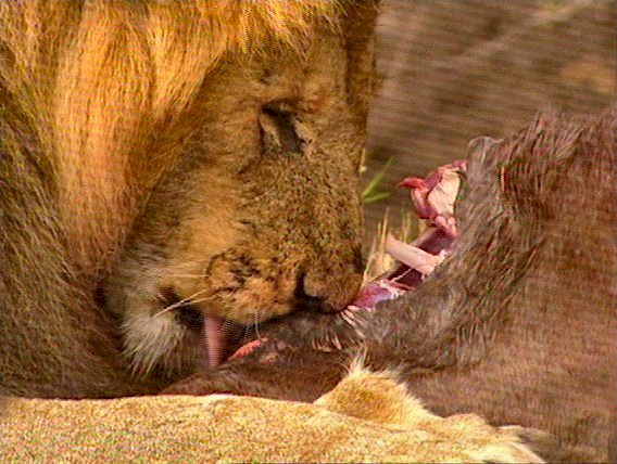 mm Lions Feeding 14-captured by Mr Marmite.jpg