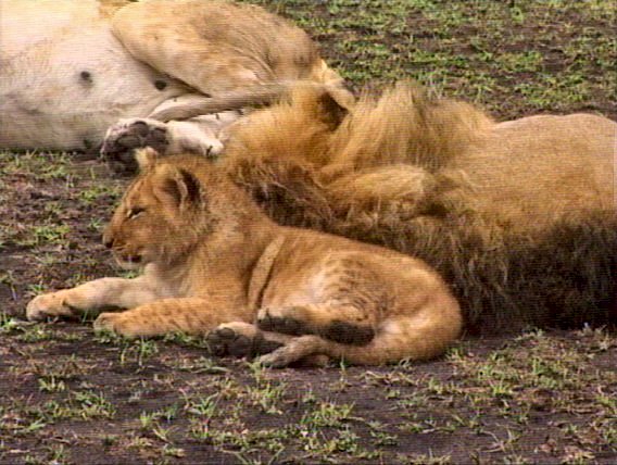 mm Lions Feeding 15-captured by Mr Marmite.jpg