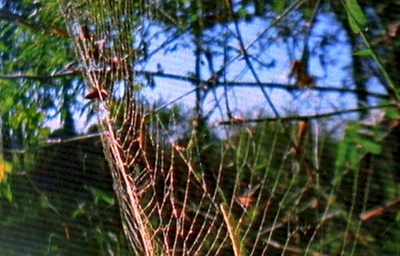 mm Spiders Web  Giant Honey Bees 01-captured by Mr Marmite.jpg