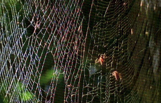 mm Spiders Web  Giant Honey Bees 02-captured by Mr Marmite.jpg