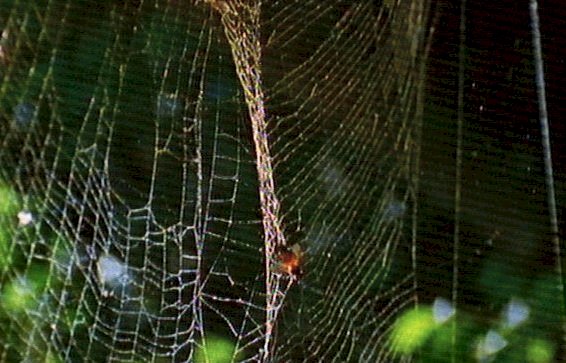 mm Spiders Web  Giant Honey Bees 03-captured by Mr Marmite.jpg
