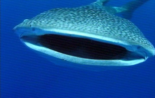 mm Whale Shark 04-captured by Mr Marmite.jpg
