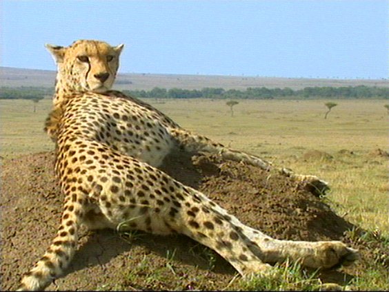 mm cheetah 02-captured by Mr Marmite.jpg