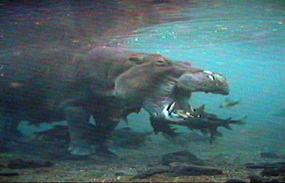 mm hippos 01-captured by Mr Marmite.jpg