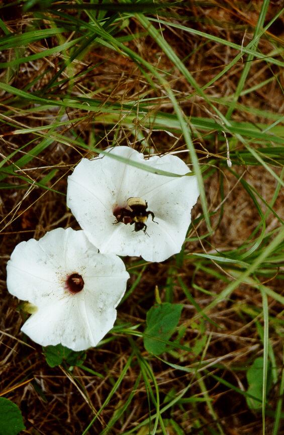 morn03-Bumblebee on flower-by S Thomas Lewis.jpg