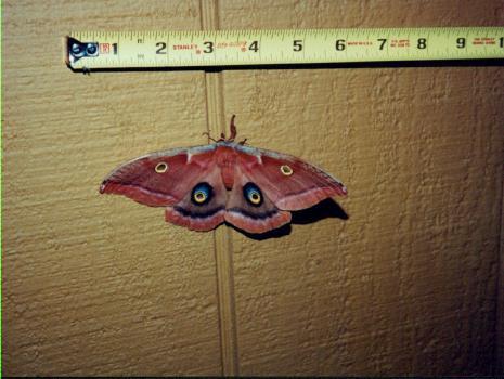 moth-Polyphemus Moth-by John White.jpg