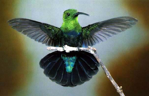 nsmail2-Hummingbird-open wings on branch.jpg