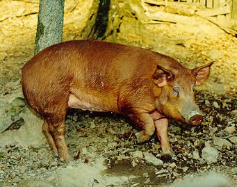 oink01-Brown Domestic Pig-by glurpy gloop.jpg