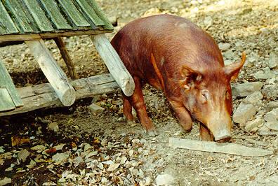 oink02-Brown Domestic Pig-by glurpy gloop.jpg