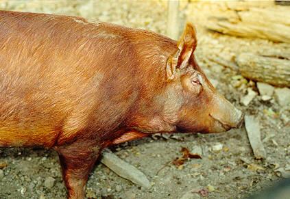 oink03-Brown Domestic Pig-by glurpy gloop.jpg