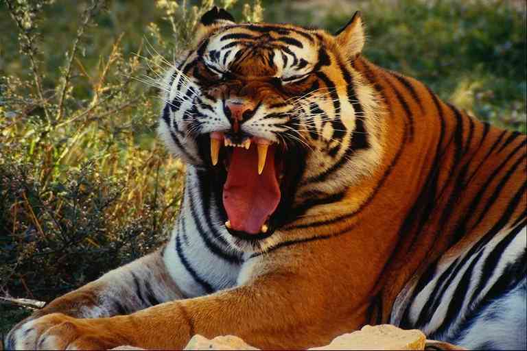 one-Tiger-by Trudie Waltman.jpg