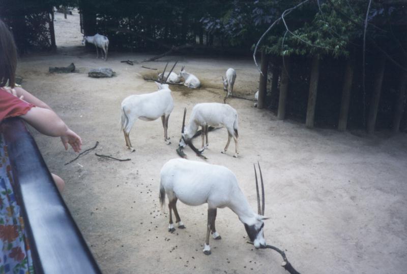 oryxes1-antelopes at London Zoo-by Dave Wright.jpg