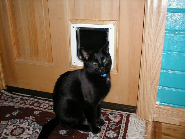 p1120030-Black House Cats-by Michael Watts.jpg