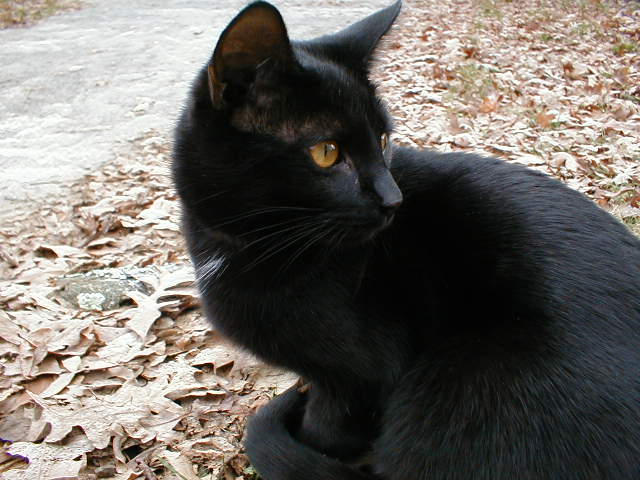 pc190022-Black House Cats-by Michael Watts.jpg