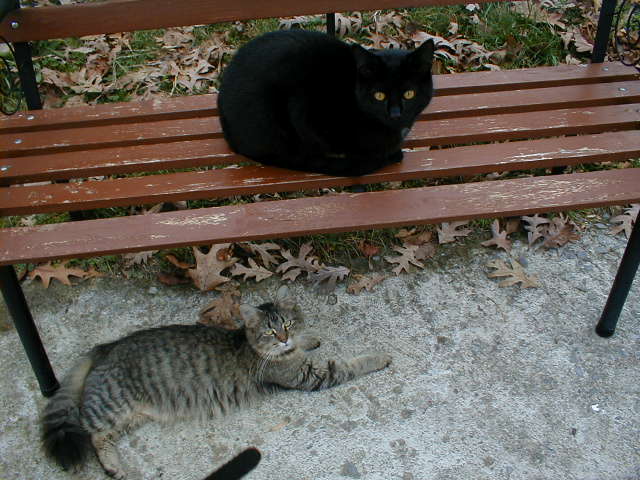 pc190032-Black and Maine Coon House Cats-by Michael Watts.jpg