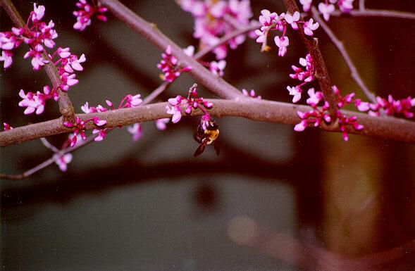 redbud02-Honeybee-by S Thomas Lewis.jpg