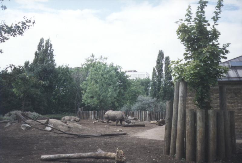 rhinos-Rhinoceroses-at London Zoo-by Dave Wright.jpg