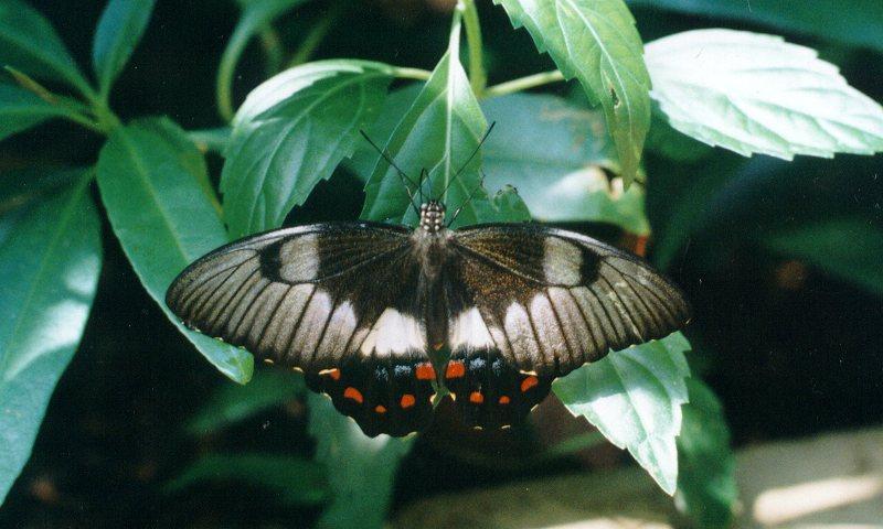 rr Butterfly1299a-by Reiner Richter.jpg