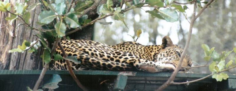 spots-African Leopard-by Darren New.jpg