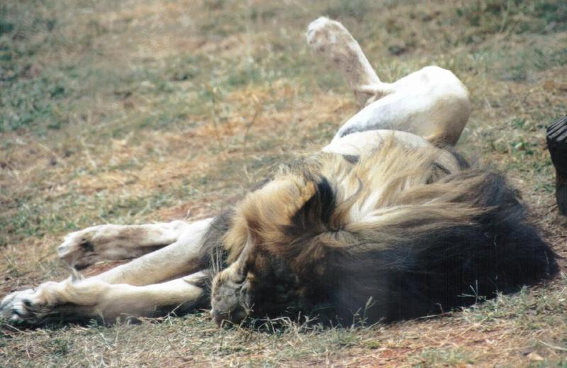 sprawl3-African Lion-by Darren New.jpg