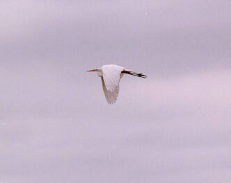 stork01-Great Egret-in flight.jpg