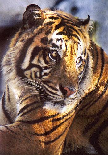 t0033-18-Tiger from Lowry Park Zoo-by Gary Borland.jpg