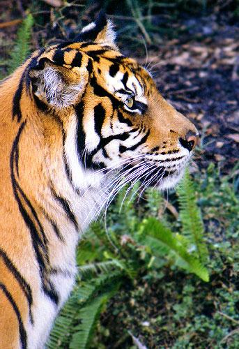 t0033-21-Tiger from Lowry Park Zoo-by Gary Borland.jpg
