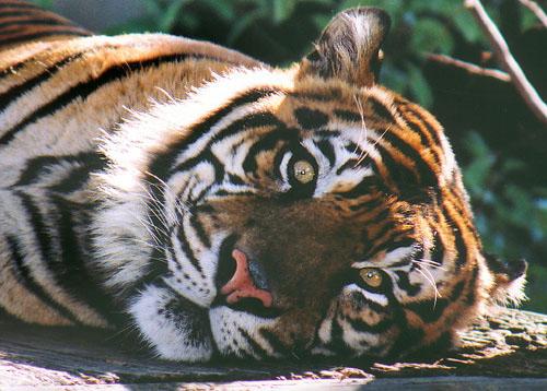 t0034-14-Tiger from Lowry Park Zoo-by Gary Borland.jpg