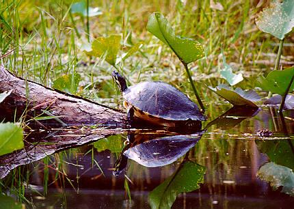 turtle01-OkefenokeeSwamp-by S Thomas Lewis.jpg