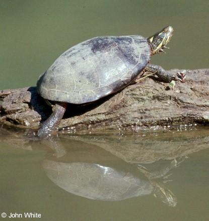 turtle1-on a log on water-by John White.jpg