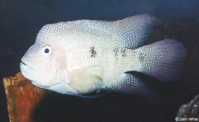 unfish-Pearl Cichlid-by John White.jpg