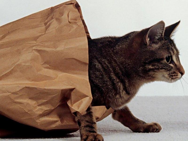 webshots07-House Cat-out of paper bag-by Martina Bahri.jpg
