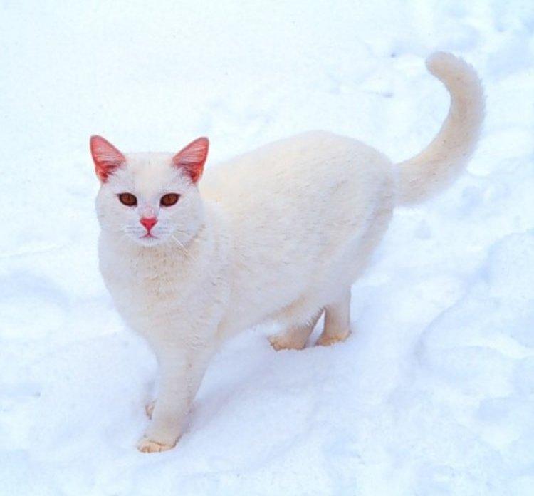 webshots09-White House Cat-on snow-by Martina Bahri.jpg